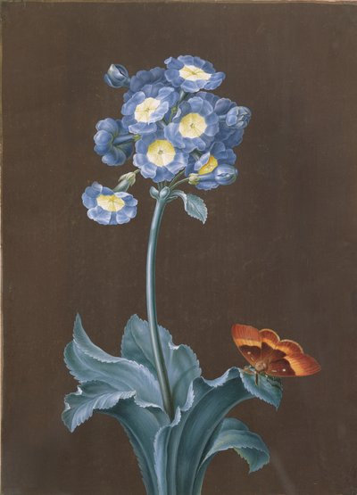 Primula Auricula con polilla de Margaretha Barbara Dietzsch